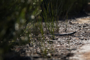 Lizard on rock in the rising sun