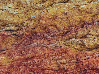 Nature background- texture yellow, orange, red sea stone shell