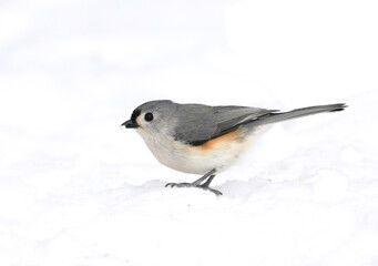  tufted titmouse bird standing on snow covered ground