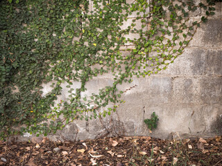 The texture of an unpainted old wall overgrown with ivy. The soil is covered with dry leaves. Moldy wall surface. Stained and moldy concrete blocks.