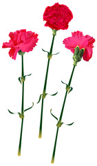 Obraz premium Set red carnation flower bouquet symbol memory isolated on white