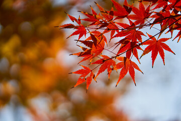 red maple leaves