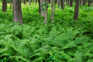 620-41 Fern Forest, Zander's Woods
