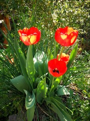 red tulips in the garden