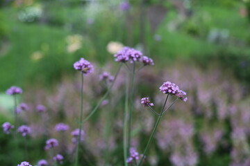 flowers in the field