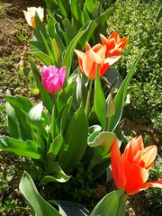 red and yellow tulips