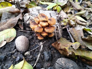 mushrooms in the snow