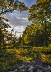 621-02 Bierstadt Light