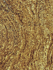Nature background- texture yellow sea stone shell