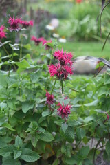 Obraz premium pink flowers in the garden