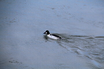 Goldeneye On The River, Gold Bar Park, Edmonton, Alberta