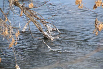 Branches In The Cold River, Gold Bar Park, Edmonton, Alberta