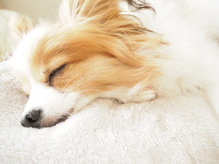 すやすや眠る子犬の顔、可愛い寝顔