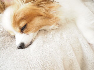 寝ている犬、茶白のパピヨン