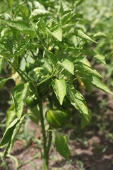 PEPPERS ON A VINE, GREEEN