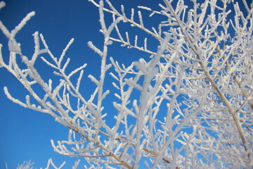 snow covered branches
