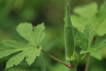 無農薬野菜