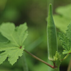 無農薬野菜