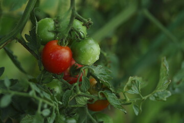 無農薬野菜