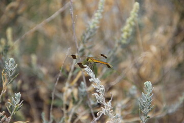 dragonfly on a grass