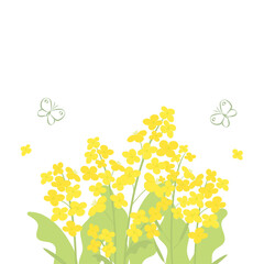 Canola flowers and butterfly background illustration