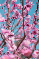 咲き誇るピンクの梅