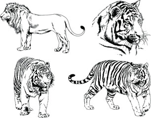 vector drawings sketches different predator , tigers lions cheetahs and leopards are drawn in ink by hand , objects with no background