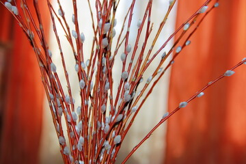 Willow twigs