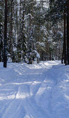 Winter forest with snowy white road sunny day
