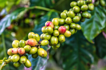 Fresh coffee beans berries on coffee tree branch