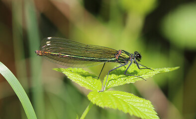 Gebänderte Prachtlibelle - 