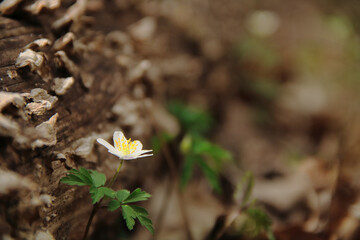 flowers in the garden