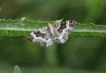Graubinden-Labkrautspanner - White-banded toothed carpet
