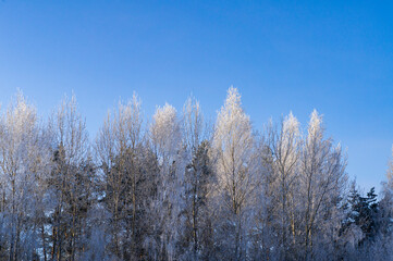 Treetops against the blue winter sky