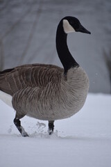 canadian goose in snow