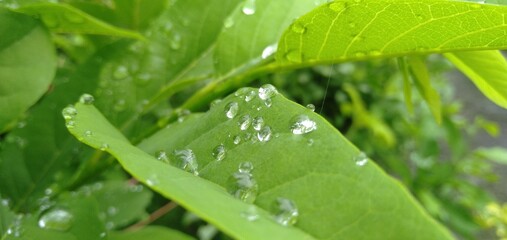 Remaining rainwater on the guava leaves in the yard