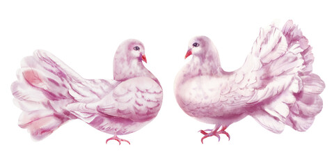 Watercolor illustration of pigeon isolated on white background. Pink bird. Dove symbol of love.