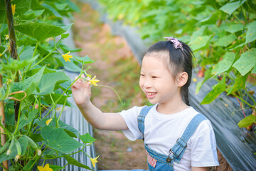 Little asian girl looking at flower of cucumber and smiles in garden.