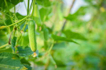 Fresh cucumber growing in garden with copy sapace.