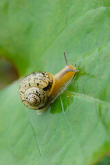 葉っぱの上のカタツムリ