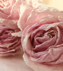 Stylish pink Dried Roses close up