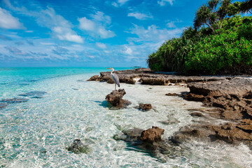 Large Bird on Maldive Island Sand Beach