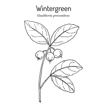 American wintergreen - gaultheria procumbens - aromatic plant