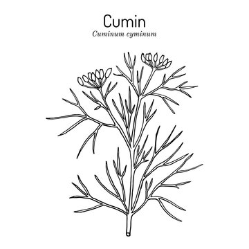 Aromatic plant cumin cuminum cyminum