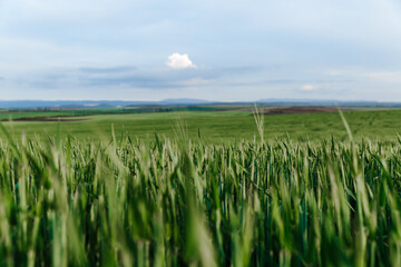 Green wheat field under the blue sky. Summer landscape