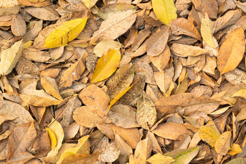 Dry leaves falling from trees. The leave tree falling on autumn on summer.