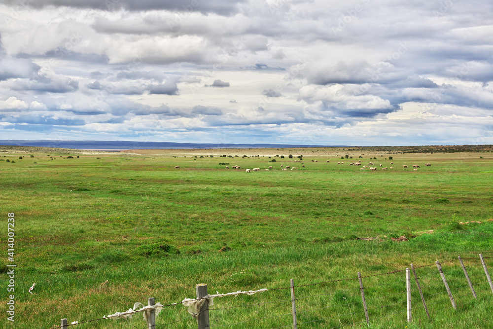 Sticker Sheep in the field of Patagonia, Chile