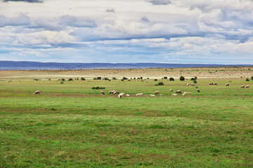 Fototapeta na wymiar Sheep in the field of Patagonia, Chile
