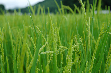 緑の稲穂