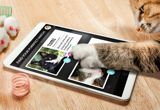 Cat using online dating app on tablet. Screen with matched male profile images and text. A female cat is swiping profiles with the paw. Concept for pets using technology, or animals imitating humans.